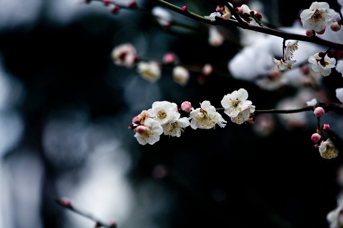 大雪过后——公园杂拍