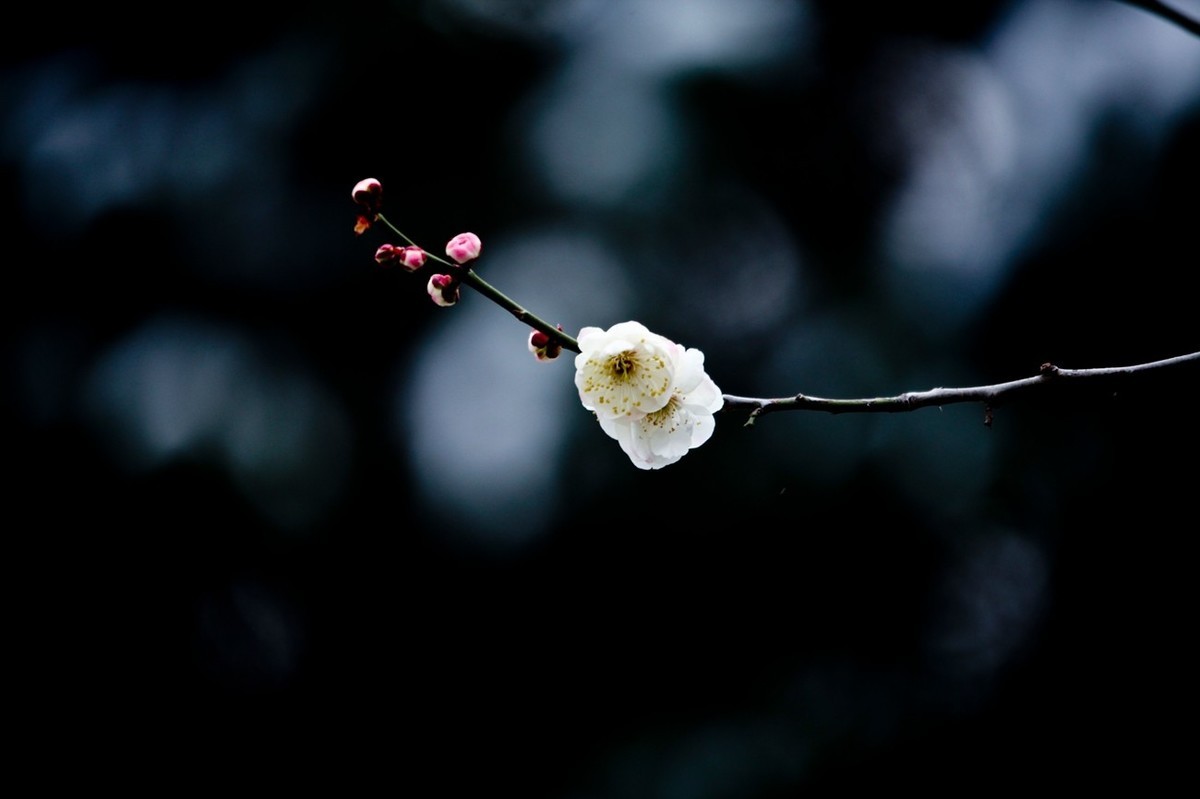 大雪过后——公园杂拍