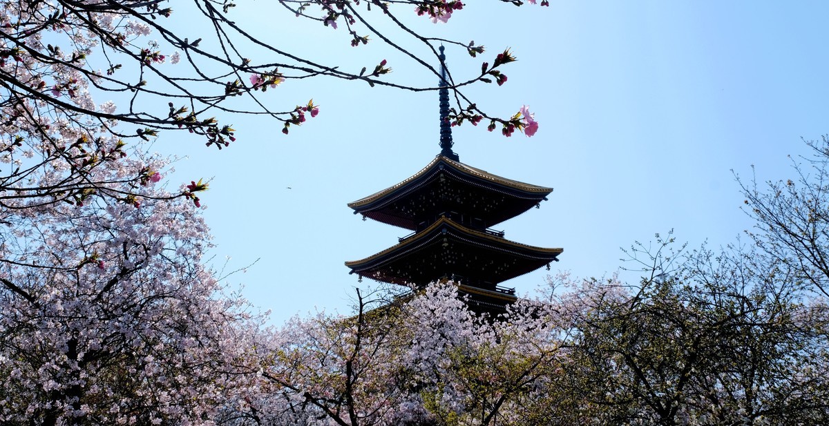 武汉市东湖樱花园风景