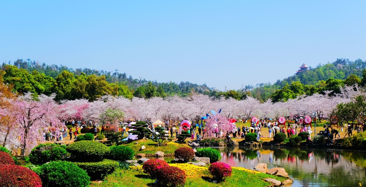 武汉市东湖樱花园风景