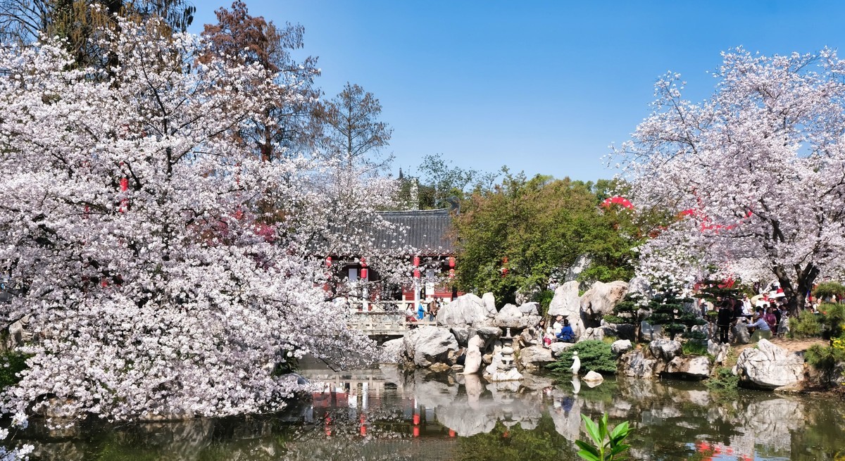 武汉市东湖樱花园风景