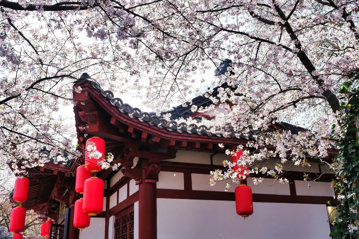 武汉市东湖樱花园风景