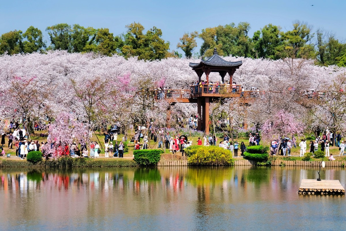 武汉市东湖樱花园风景
