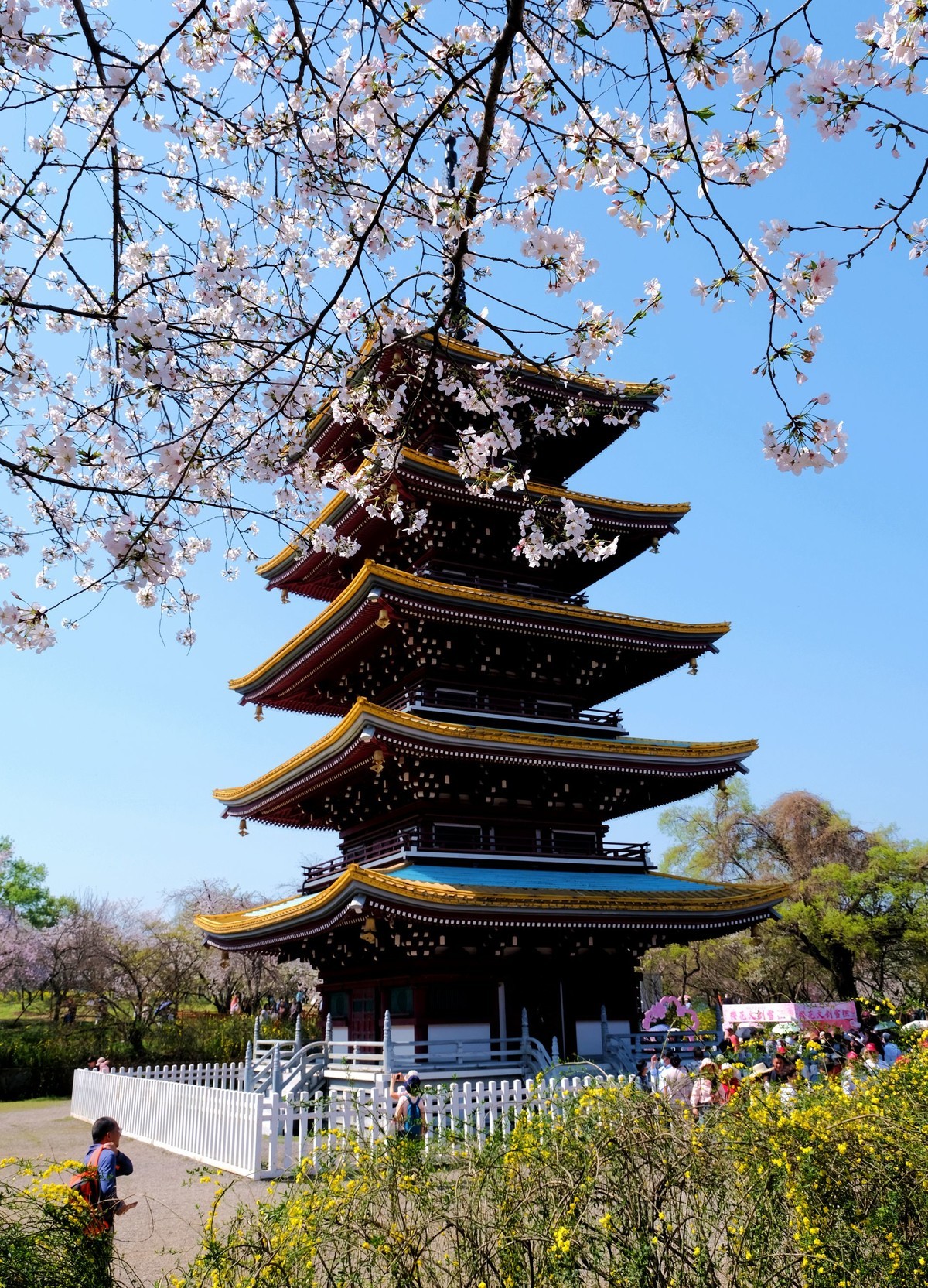 武汉市东湖樱花园风景