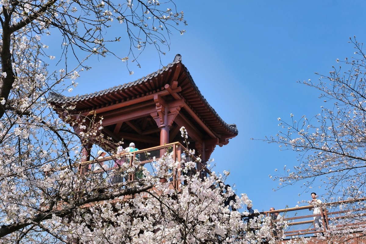 武汉市东湖樱花园风景