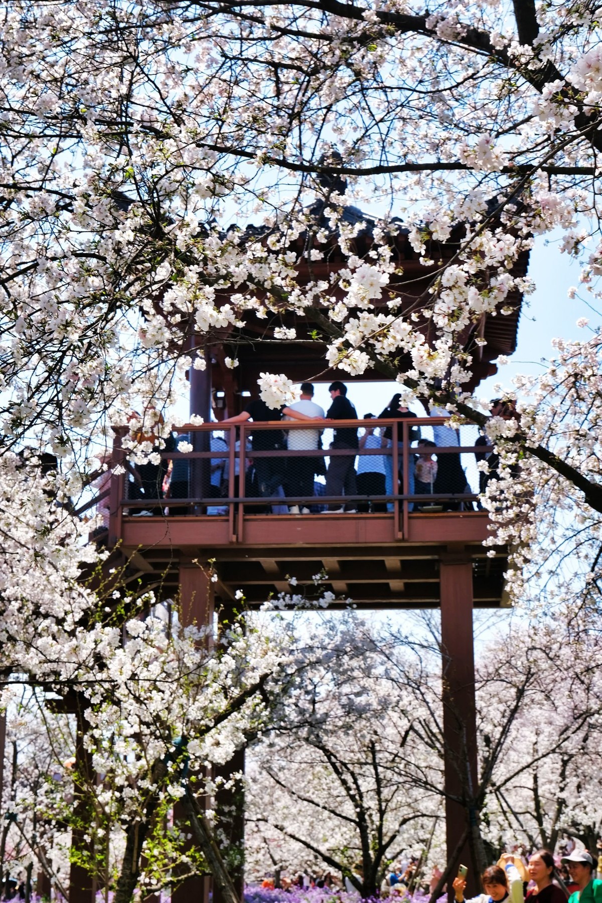 武汉市东湖樱花园风景