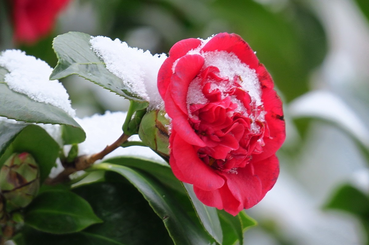 雪中茶花