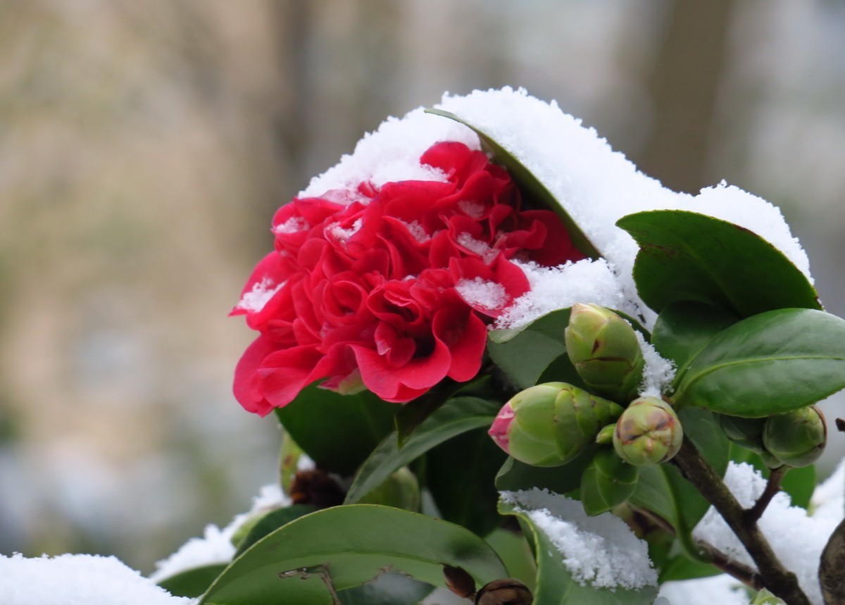 雪中茶花