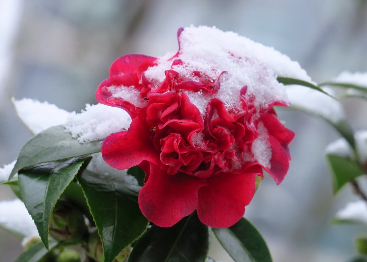雪中茶花