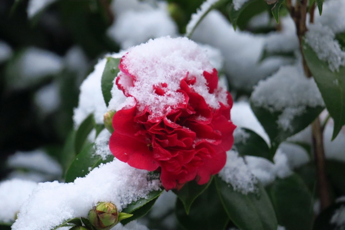 雪中茶花