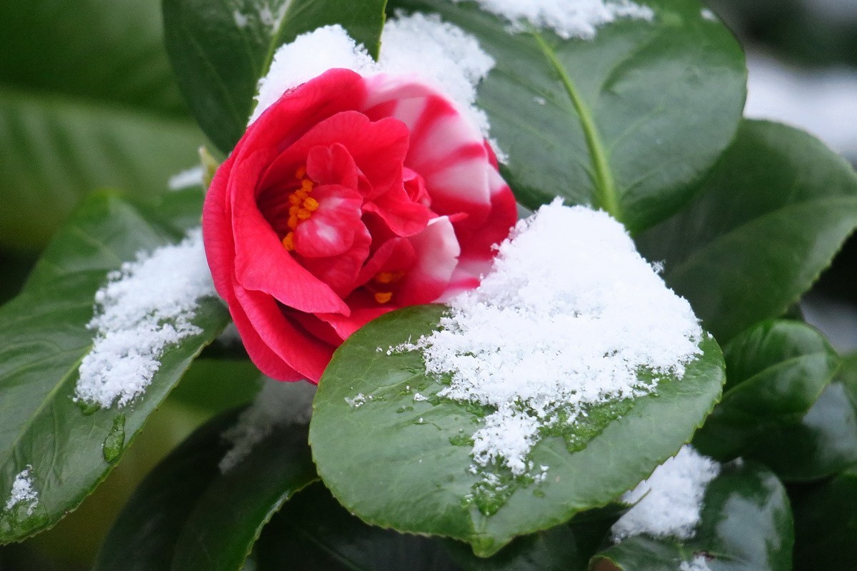 雪中茶花