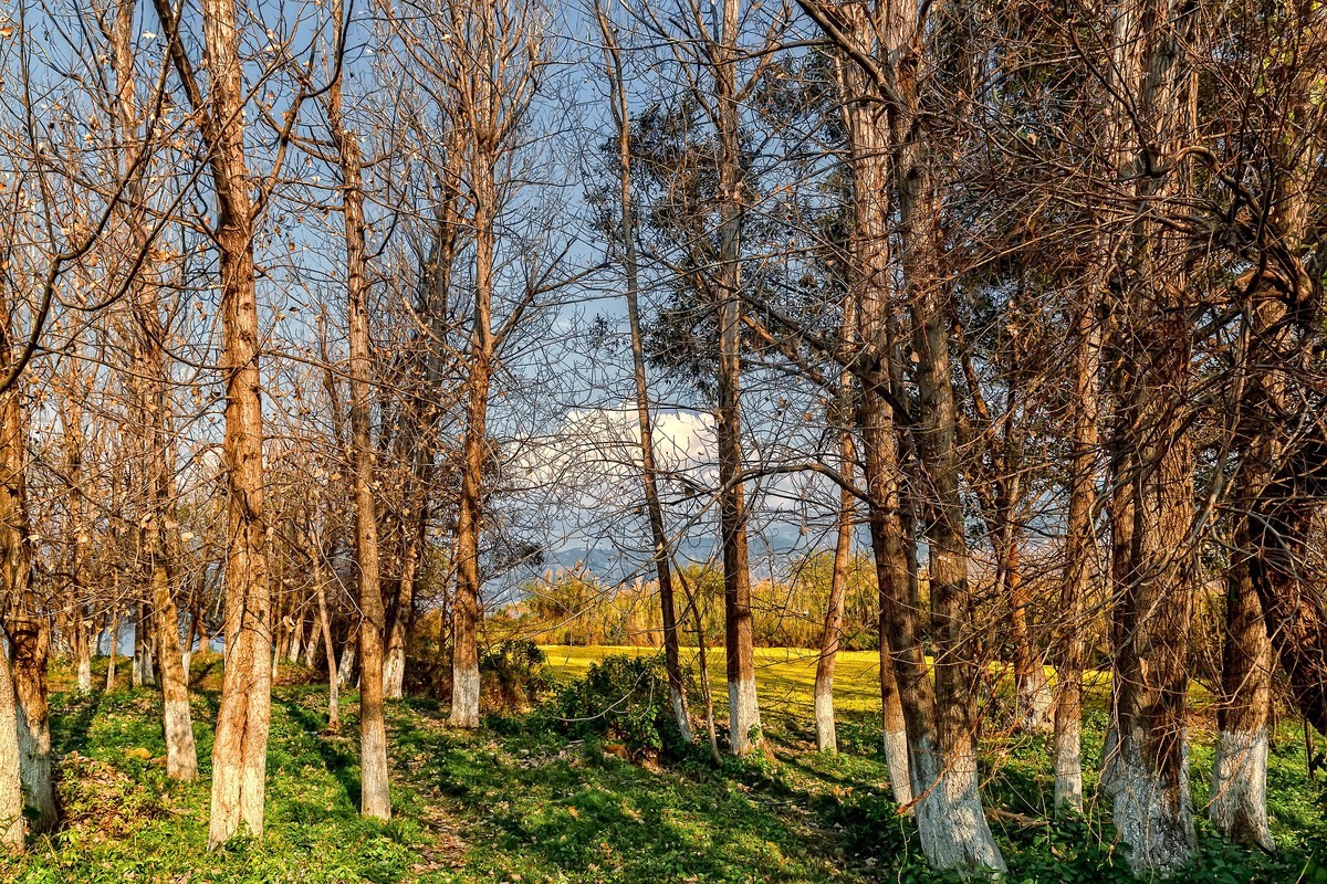 暮色下的邛海湿地
