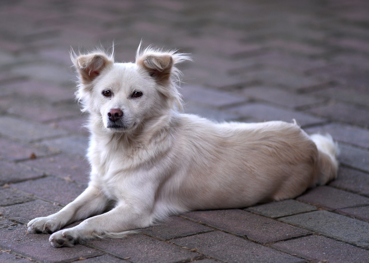 +闲得无聊，打狗一组，欢迎老师批评指正，谢谢。