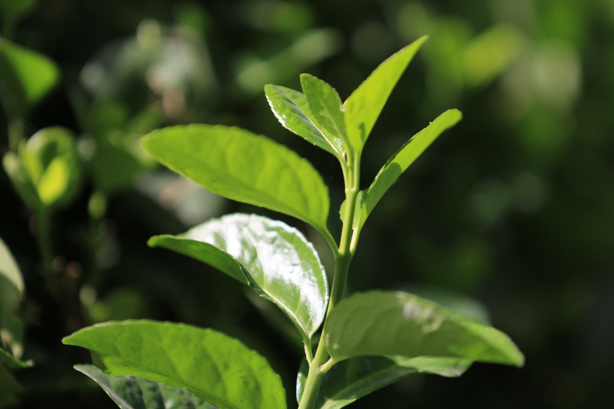 散散步拍拍花草