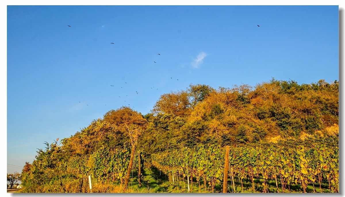 携“残幅超广田园”，拜会全幅大哥，祝秋日安好！！！