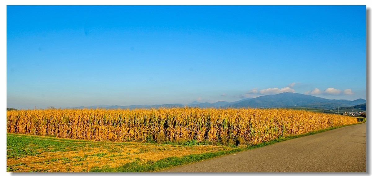 携“残幅超广田园”，拜会全幅大哥，祝秋日安好！！！
