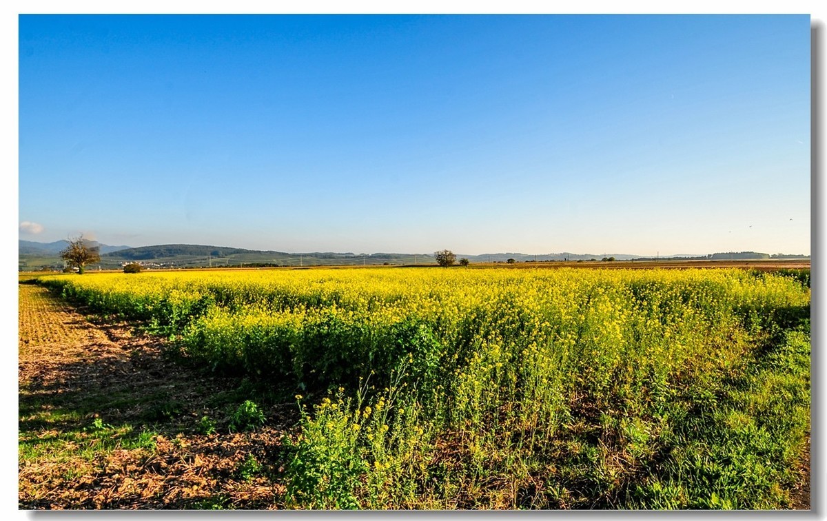 携“残幅超广田园”，拜会全幅大哥，祝秋日安好！！！