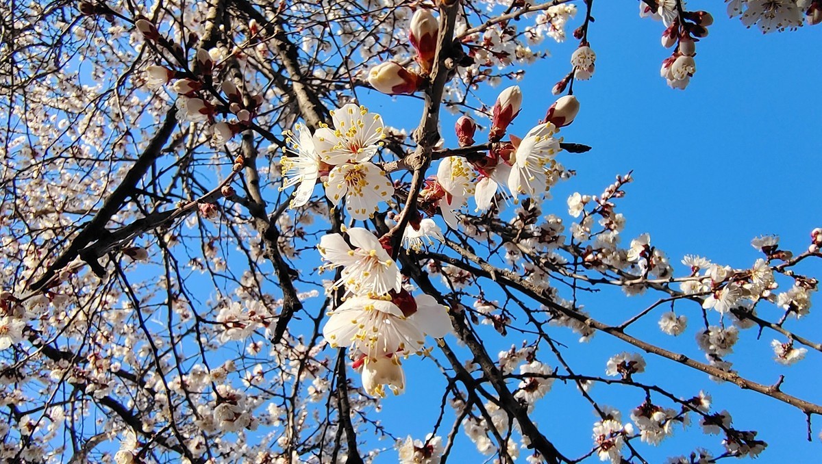 #杏花依旧笑春风#  vivo50 pro+超微距拍杏花