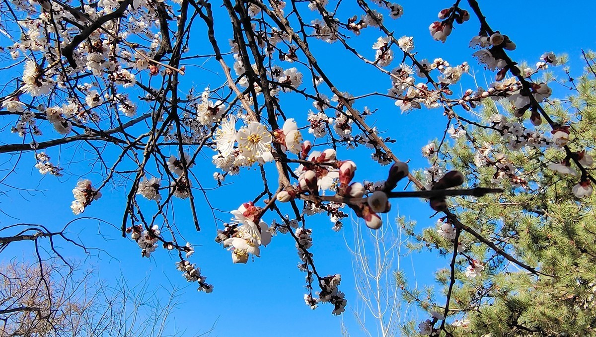 #杏花依旧笑春风#  vivo50 pro+超微距拍杏花