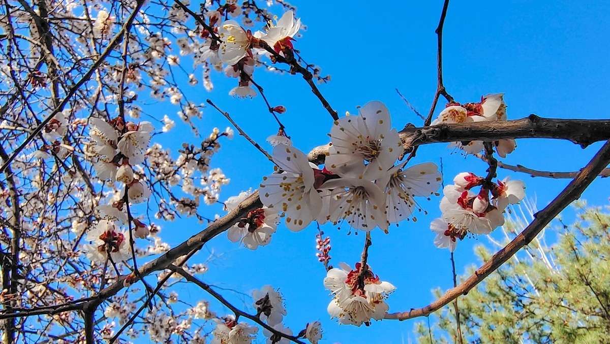 #杏花依旧笑春风#  vivo50 pro+超微距拍杏花