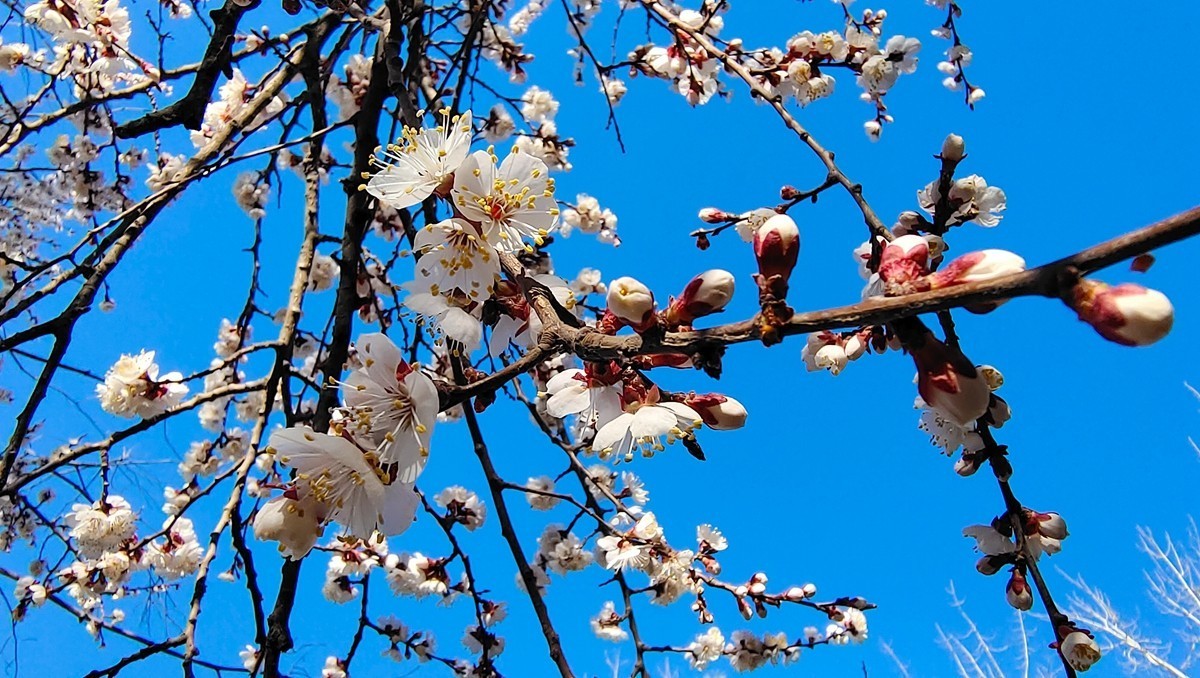 #杏花依旧笑春风#  vivo50 pro+超微距拍杏花