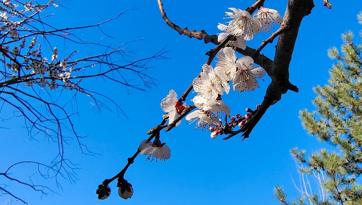 #杏花依旧笑春风#  vivo50 pro+超微距拍杏花