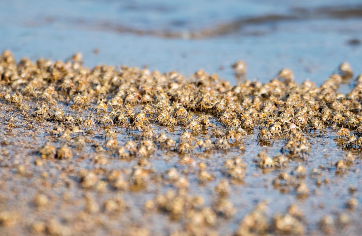 沙滩上密集的小蟹（一）
