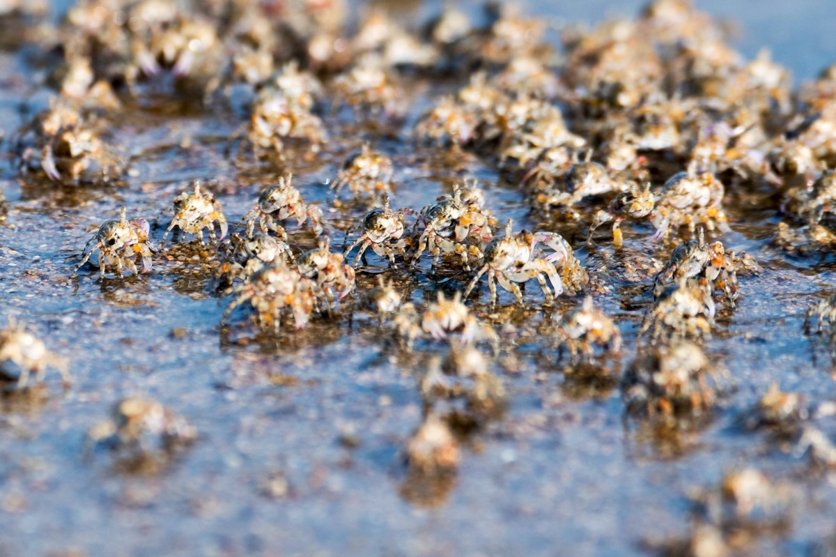沙滩上密集的小蟹（一）