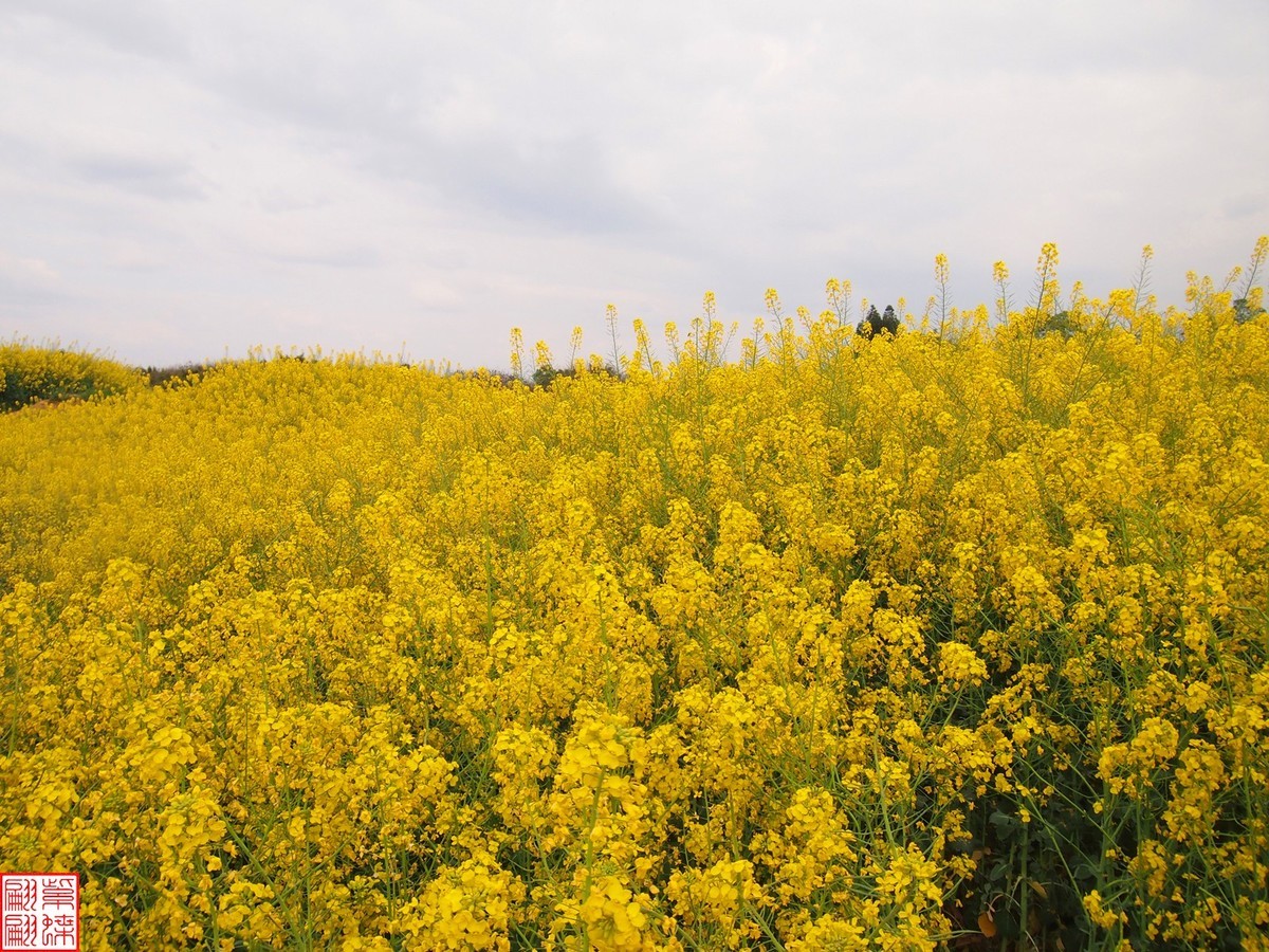 2024田园风光打卡（13）