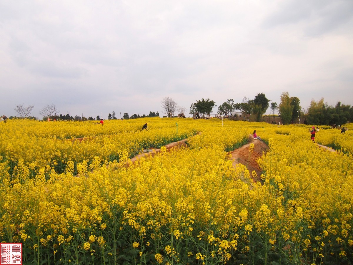 2024田园风光打卡（13）
