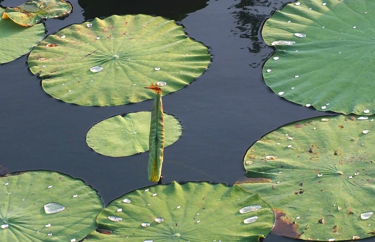 荷叶蜻蜓