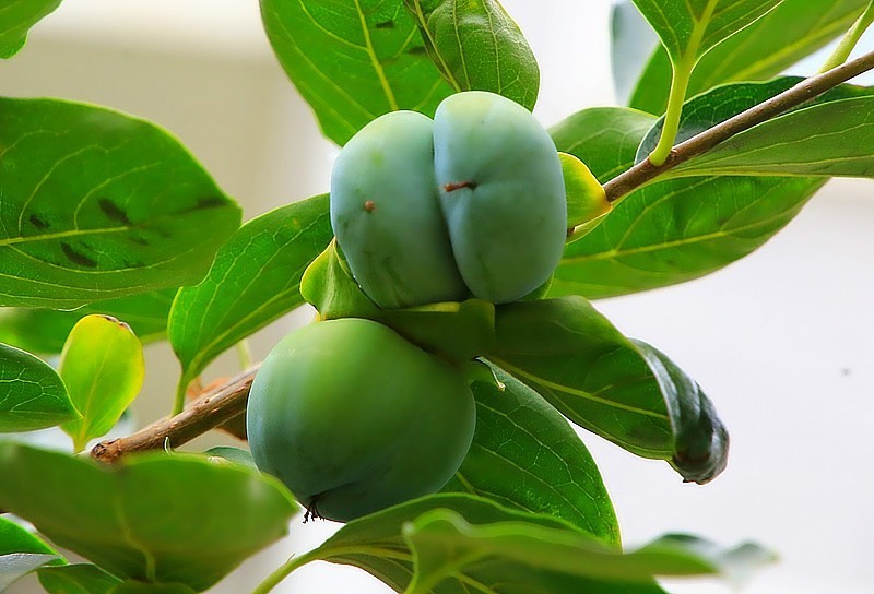 S-08【不老松：纪实摄影】(01)牛心柿子很多长的畸形！