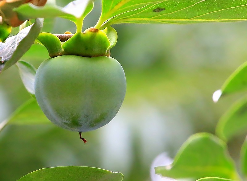 S-08【不老松：纪实摄影】(01)牛心柿子很多长的畸形！