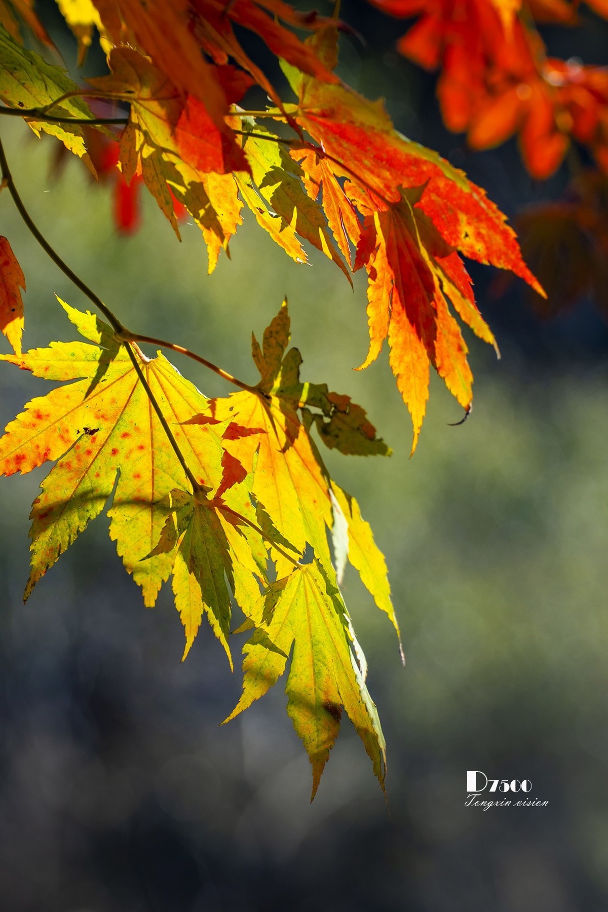 1200_1800竖版 竖屏