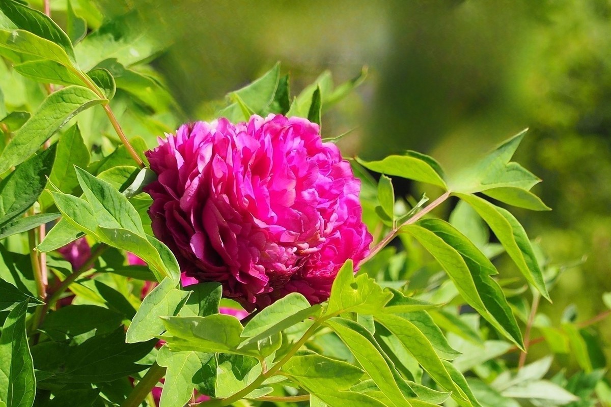 江滨公园——雨后粉红色牡丹