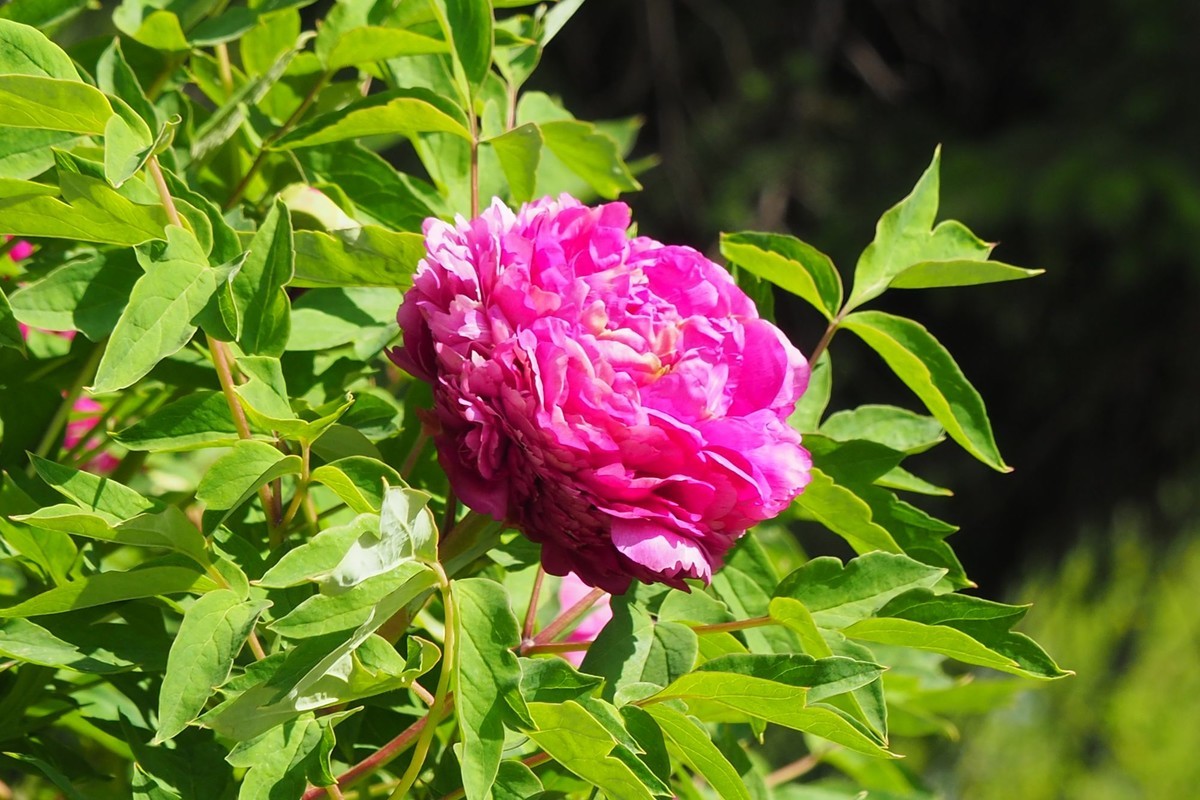 江滨公园——雨后粉红色牡丹
