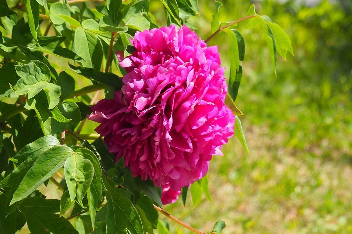 江滨公园——雨后粉红色牡丹