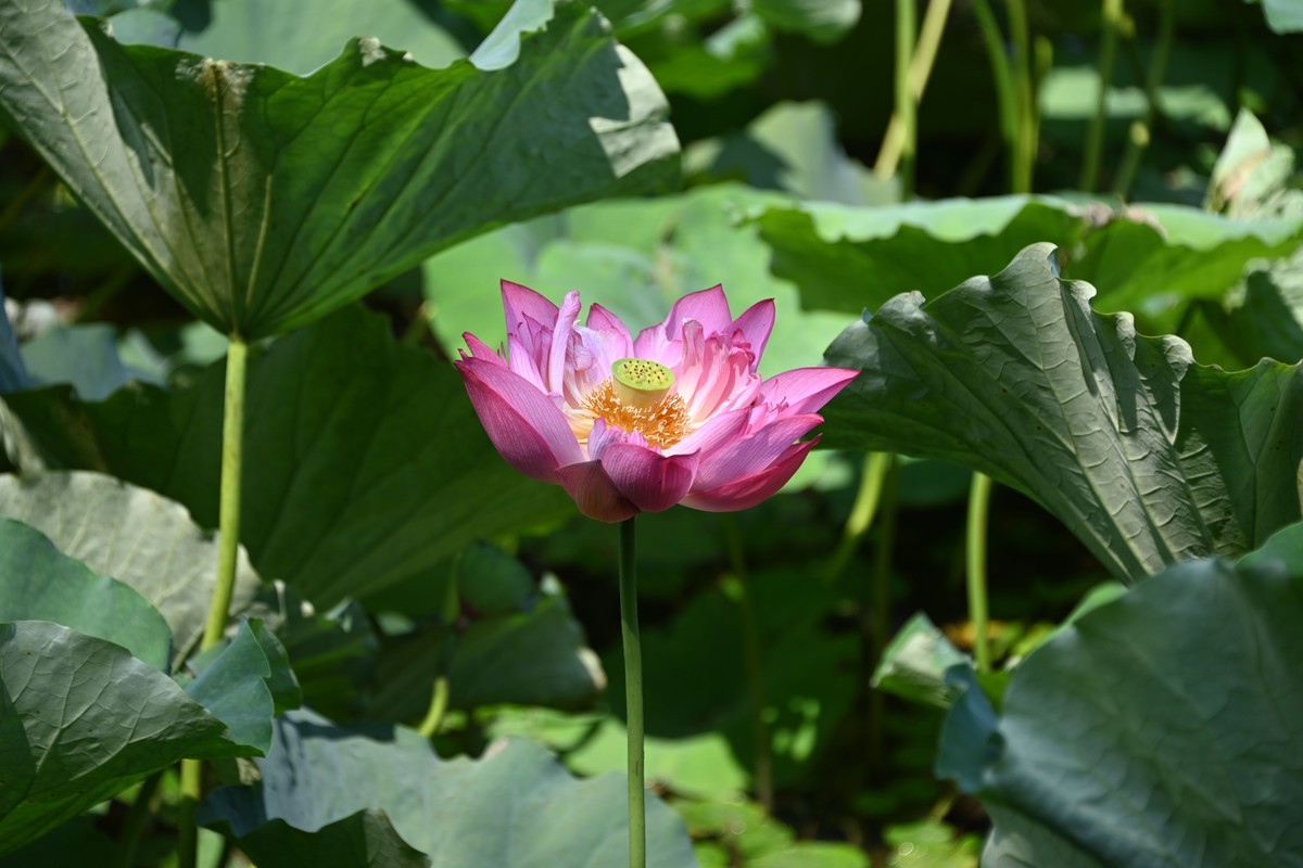 尼康AF-S 尼克尔 28-300mm搭配Z72试拍