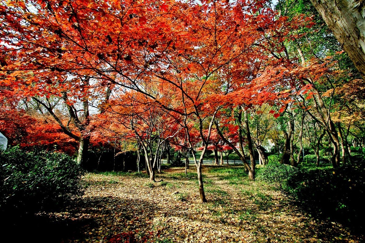 随拍——秋末冬初●公园景色（二）
