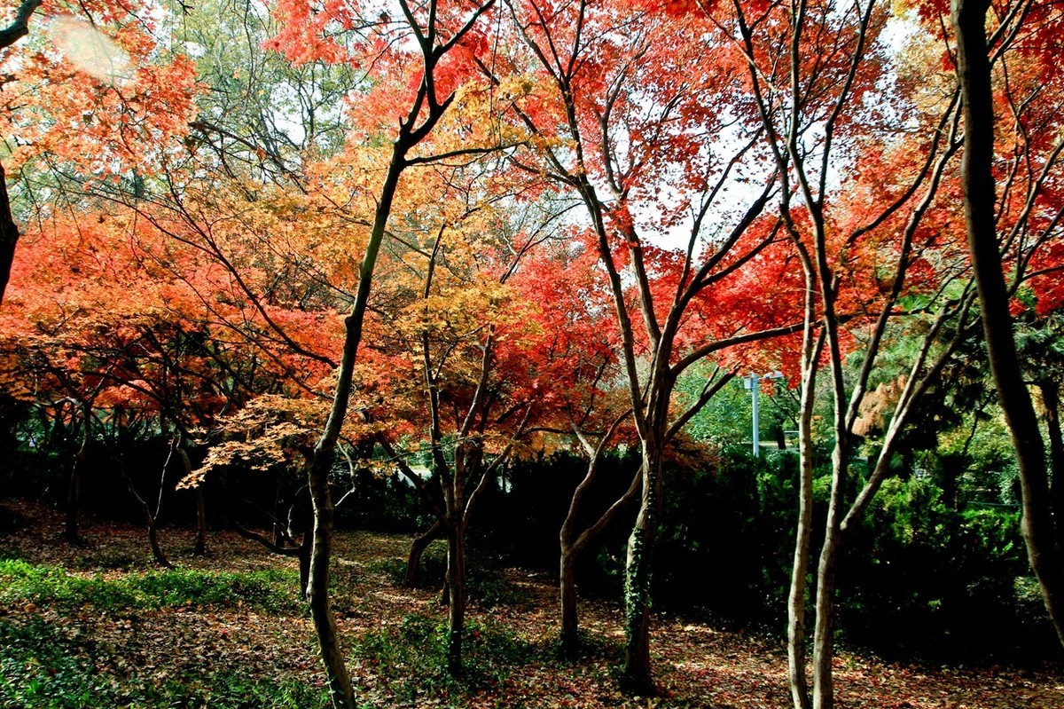 随拍——秋末冬初●公园景色（二）