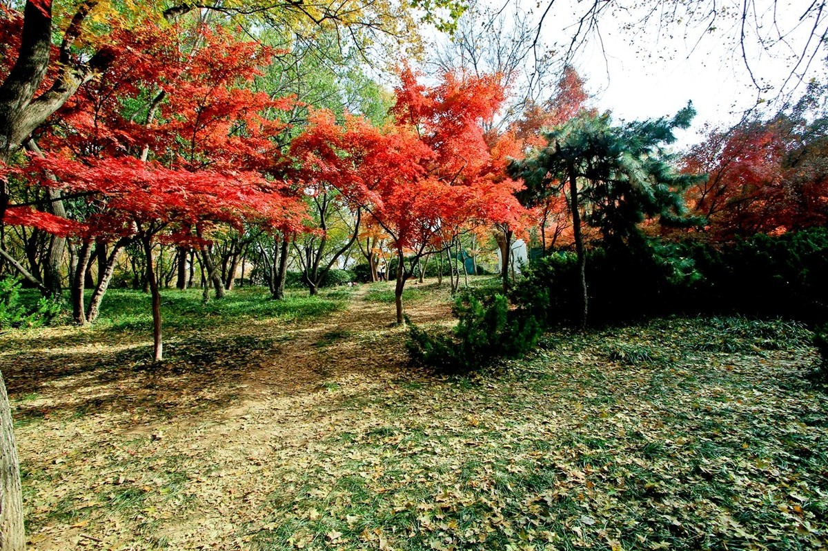 随拍——秋末冬初●公园景色（二）