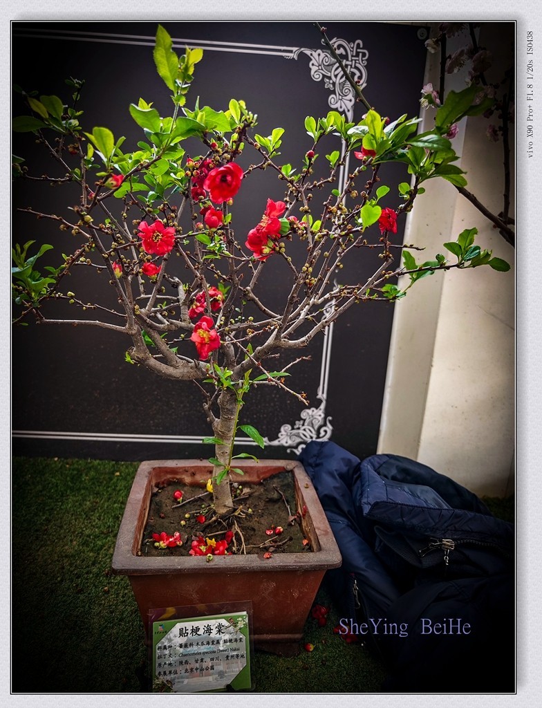 春花聚会《唐花坞》