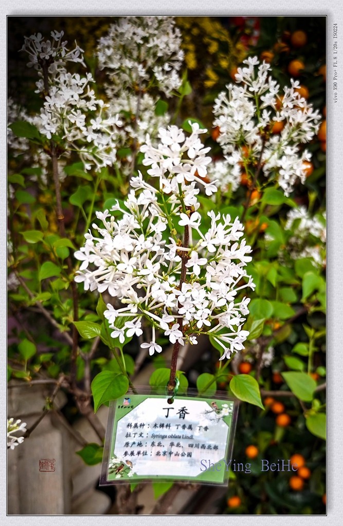 春花聚会《唐花坞》