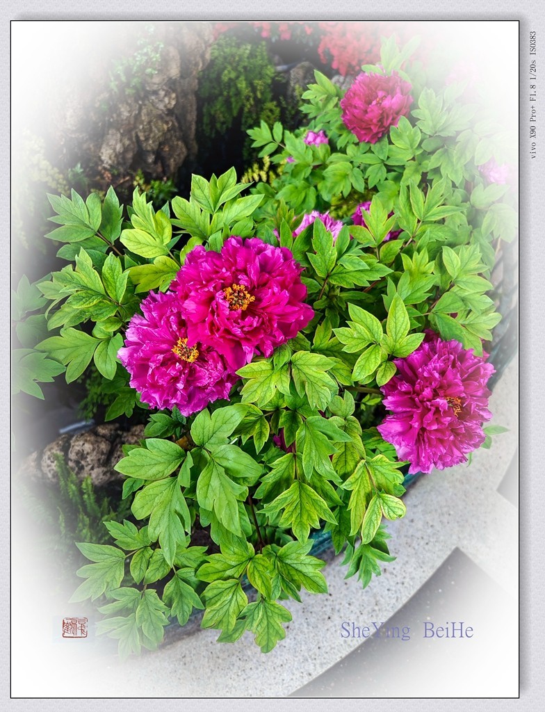 春花聚会《唐花坞》