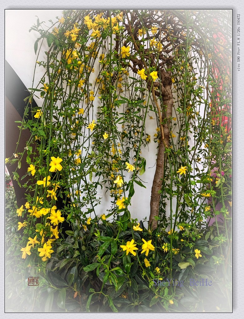 春花聚会《唐花坞》