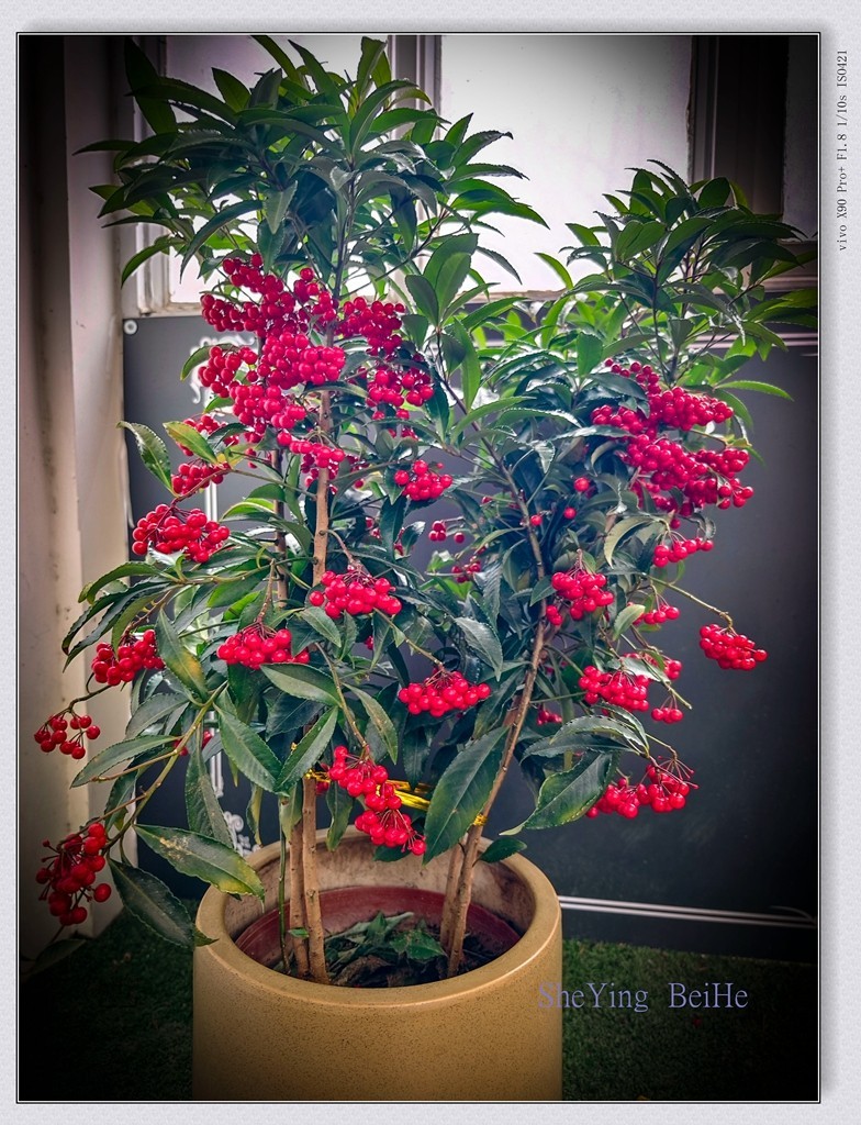 春花聚会《唐花坞》