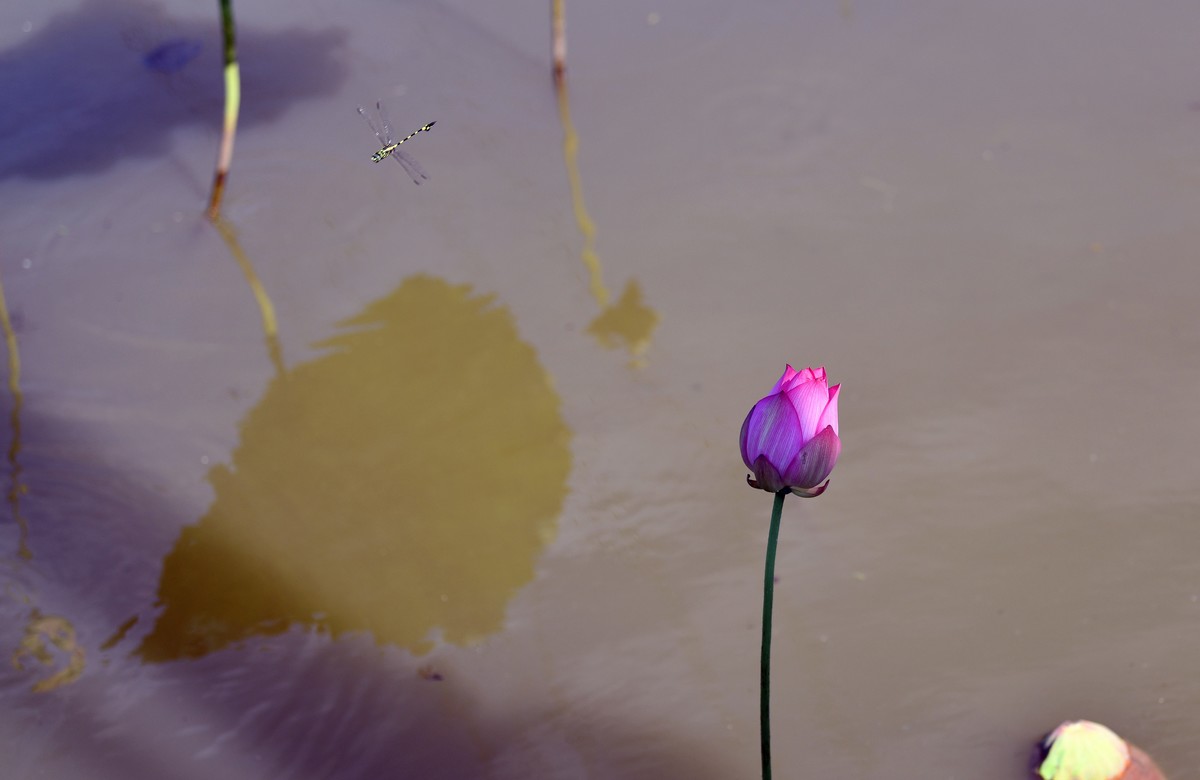 荷花艳丽/拍出质感难啊