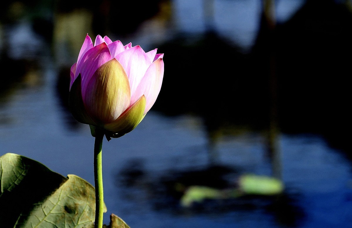 荷花艳丽/拍出质感难啊