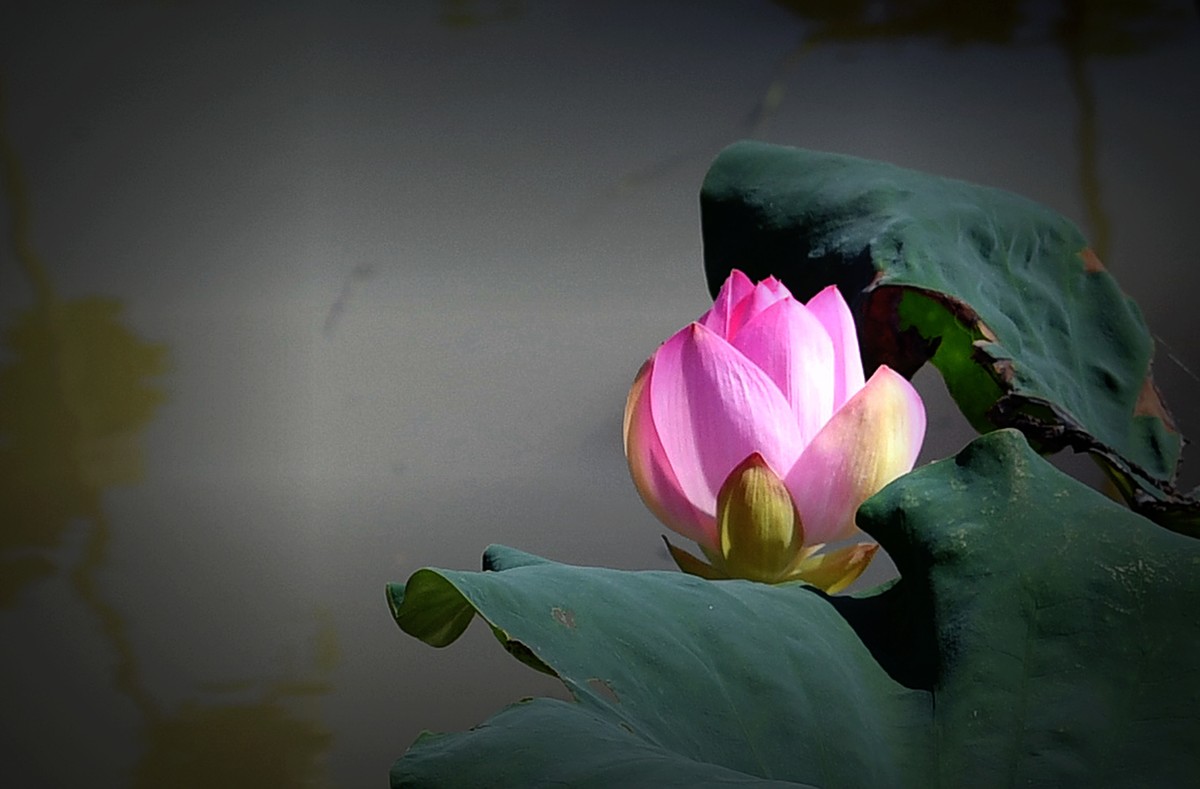 荷花艳丽/拍出质感难啊