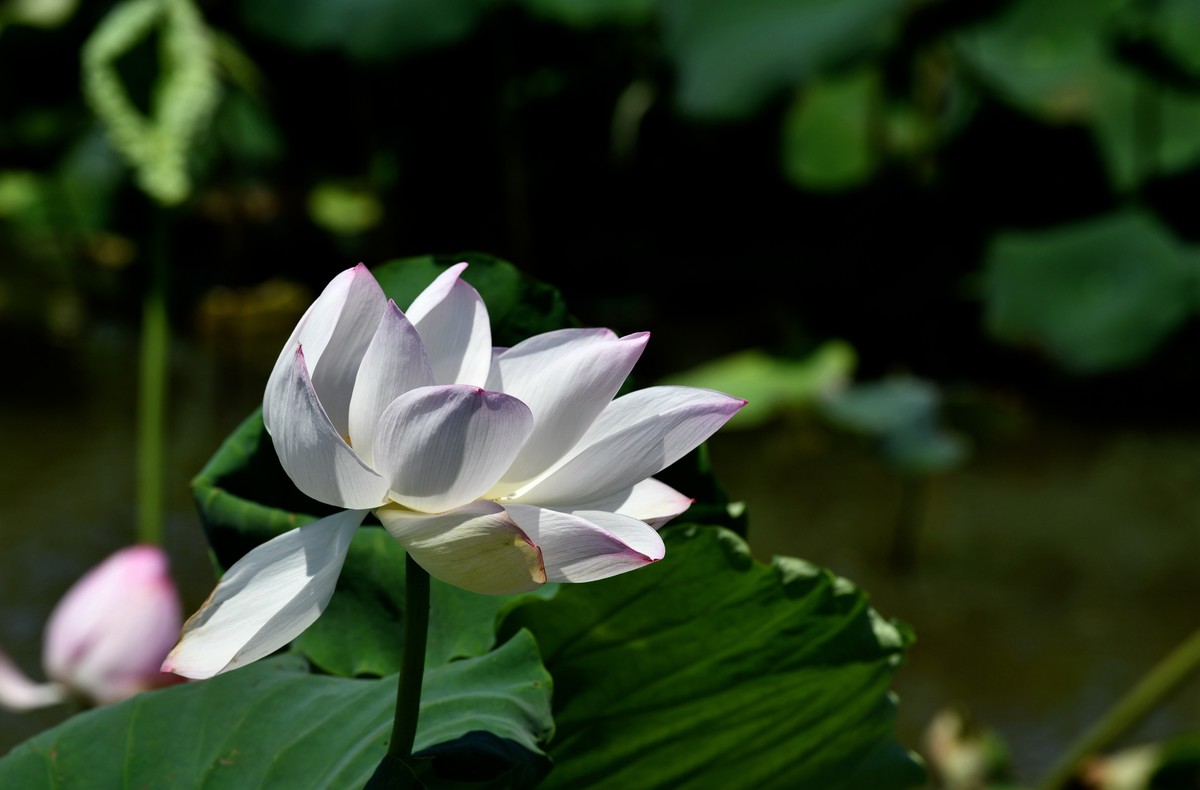 荷花艳丽/拍出质感难啊